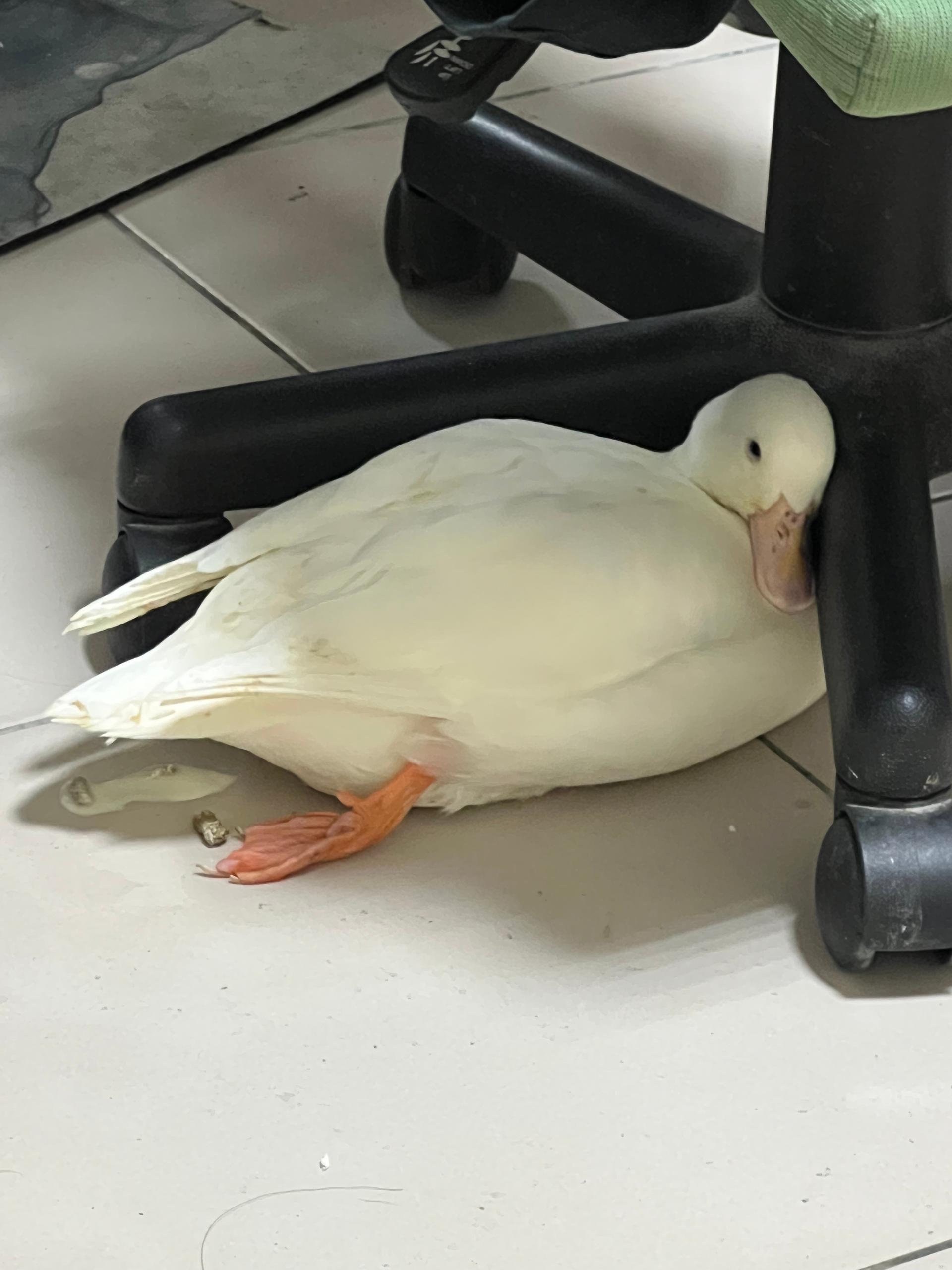 雞腿哈密呱